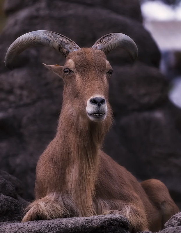 Goat-antelope