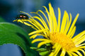 Elecampane and friend