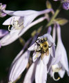 Hosta's visitor