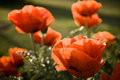 Day 11 - Poppies at sunset
