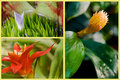 Day-13 Bromeliads postcard