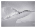 Day-23 Snow wave