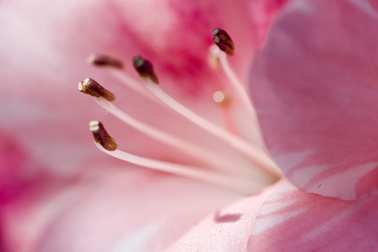 fleur-00948.jpg