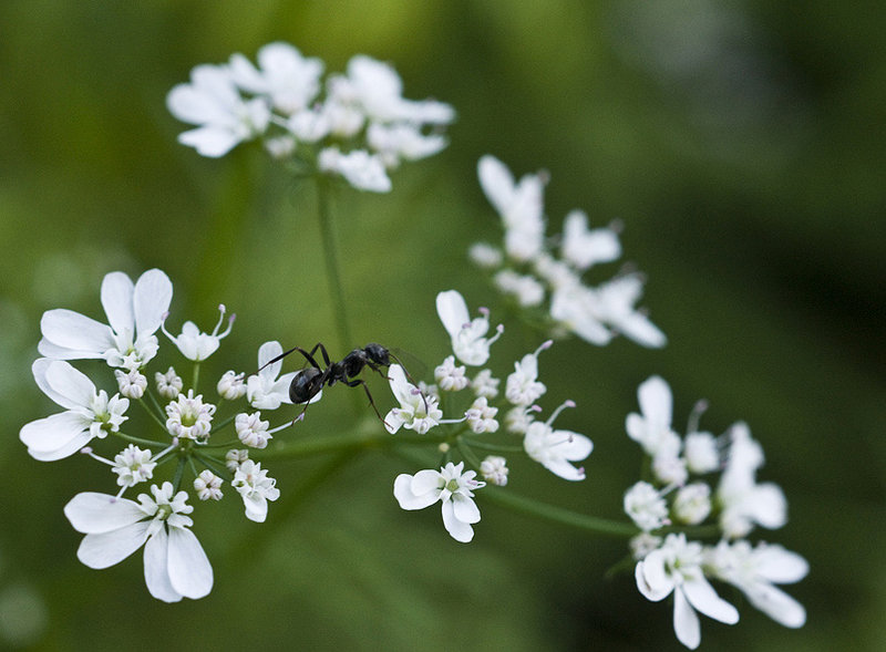 Day 7 - Coriander and ant