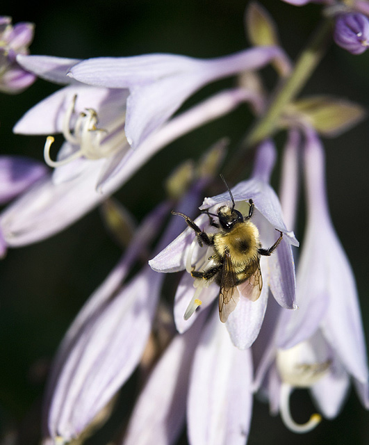Hosta's visitor