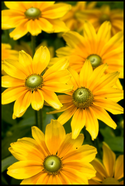 Day 10 - Gazanias