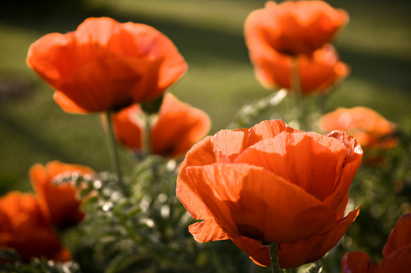Day 11 - Poppies at sunset