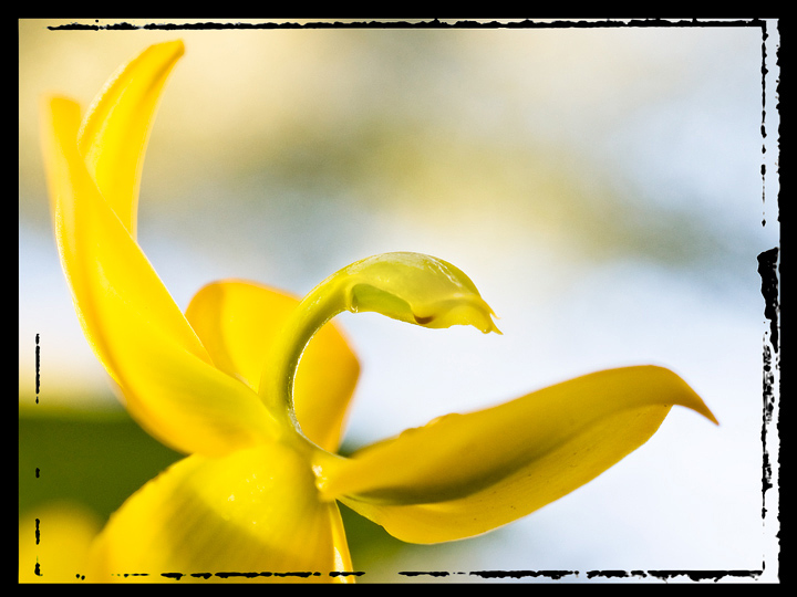 Day 5 - Orchid