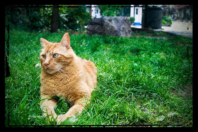 Day-10 Cat on the street