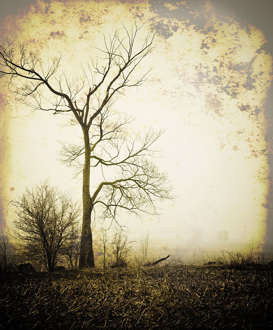 Day-11 Lonely in the mist