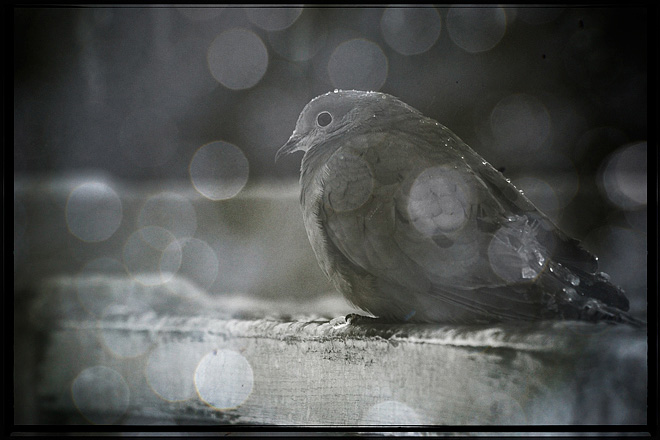 Day-28 Winter survival