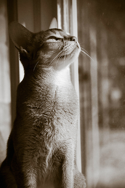 02-Cat-in-the-sun.jpg