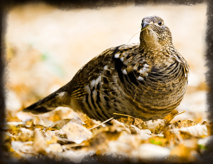 Partridge