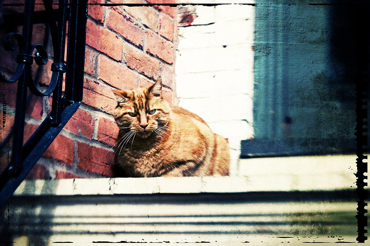 Urban kitty