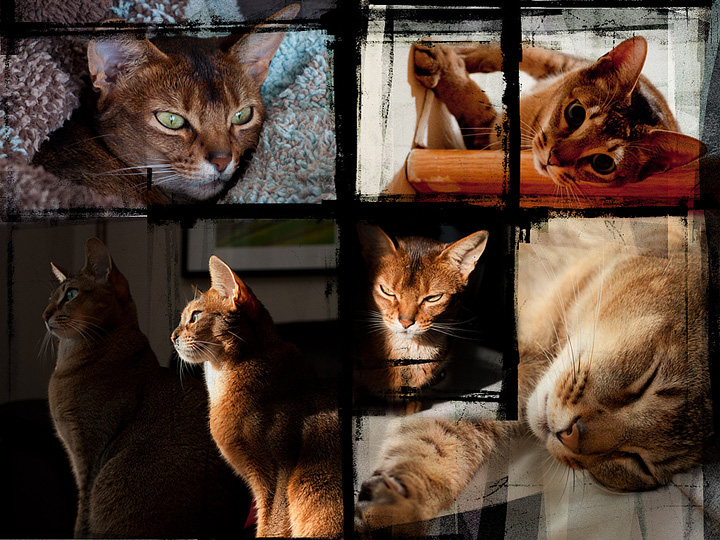 Cat patchwork