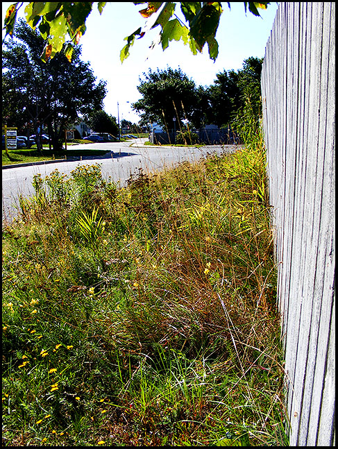neglected lawn 