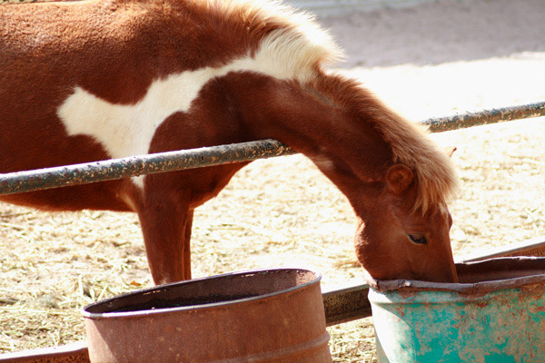 horse