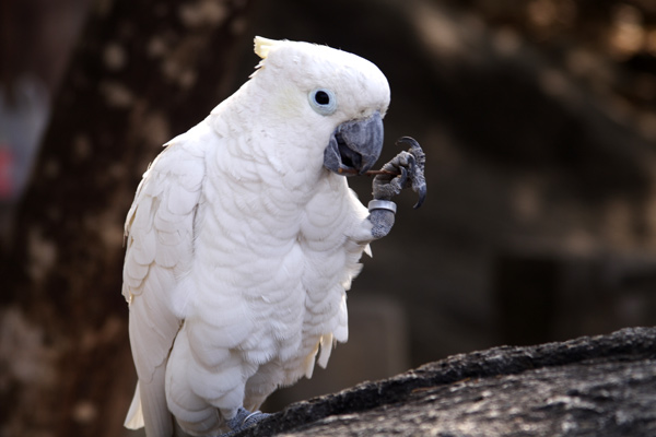 bird