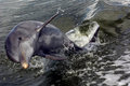 Dolphin