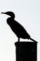 Duck Silouette