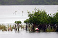 Spoonbill's