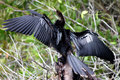 Anhinga