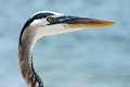 Great Blue Heron - Head