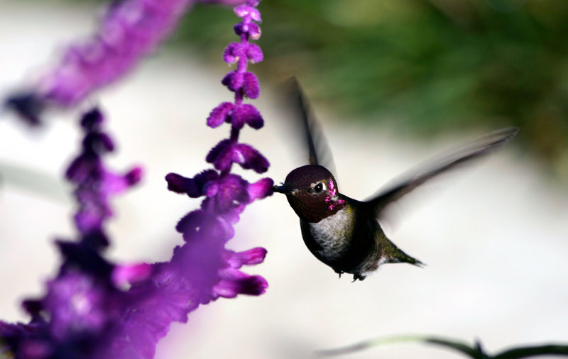 Hummingbird