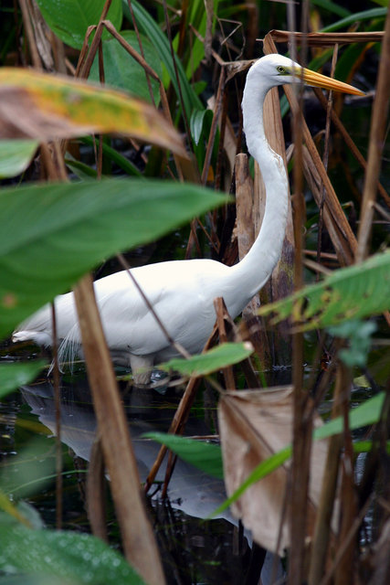 Great White Egret