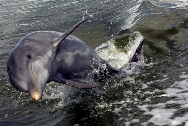 Dolphin