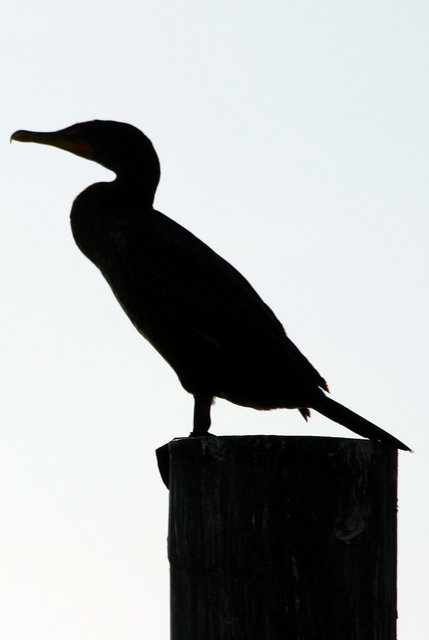 Duck Silouette