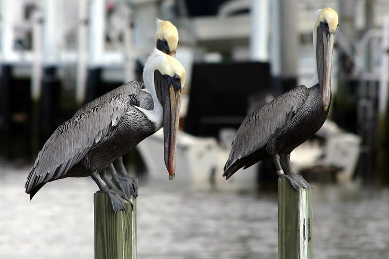 Pellicans