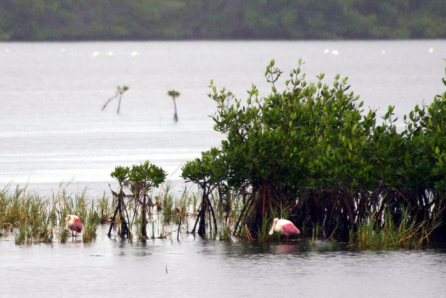 Spoonbill's