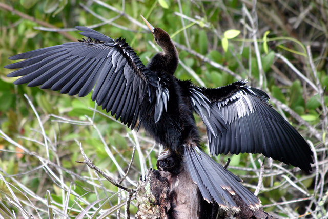 Anhinga