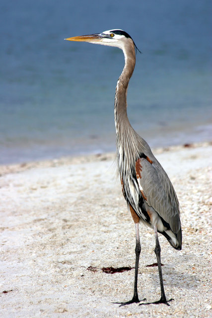 Great Blue Heron
