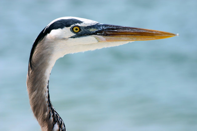 Great Blue Heron - Head