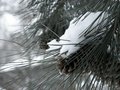 pine cone