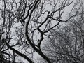spooky tree
