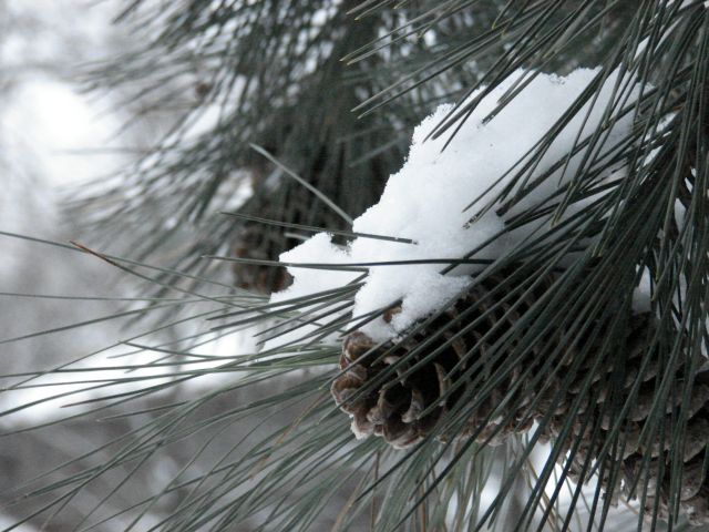 pine cone