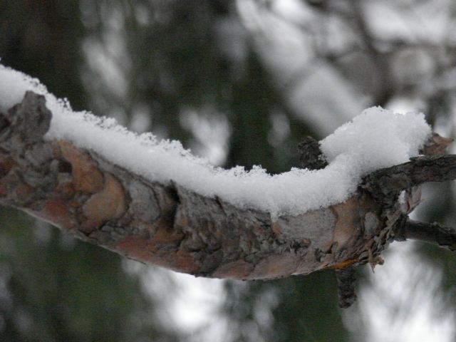 horizontal branch