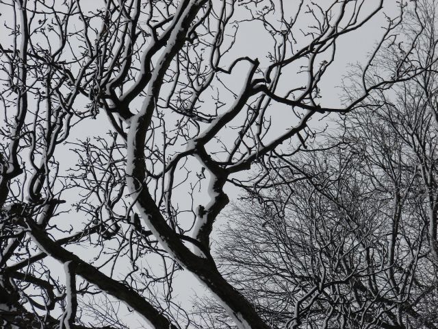 spooky tree