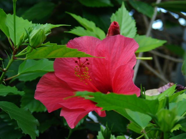 Hibiscus