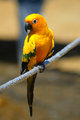Sun Conure