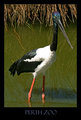 Black Necked Stork