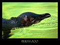 Swimming