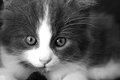 Kitty