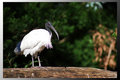 IBIS
