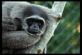 Silvery Gibbon