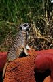 Meerkat