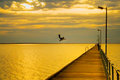 Pelican